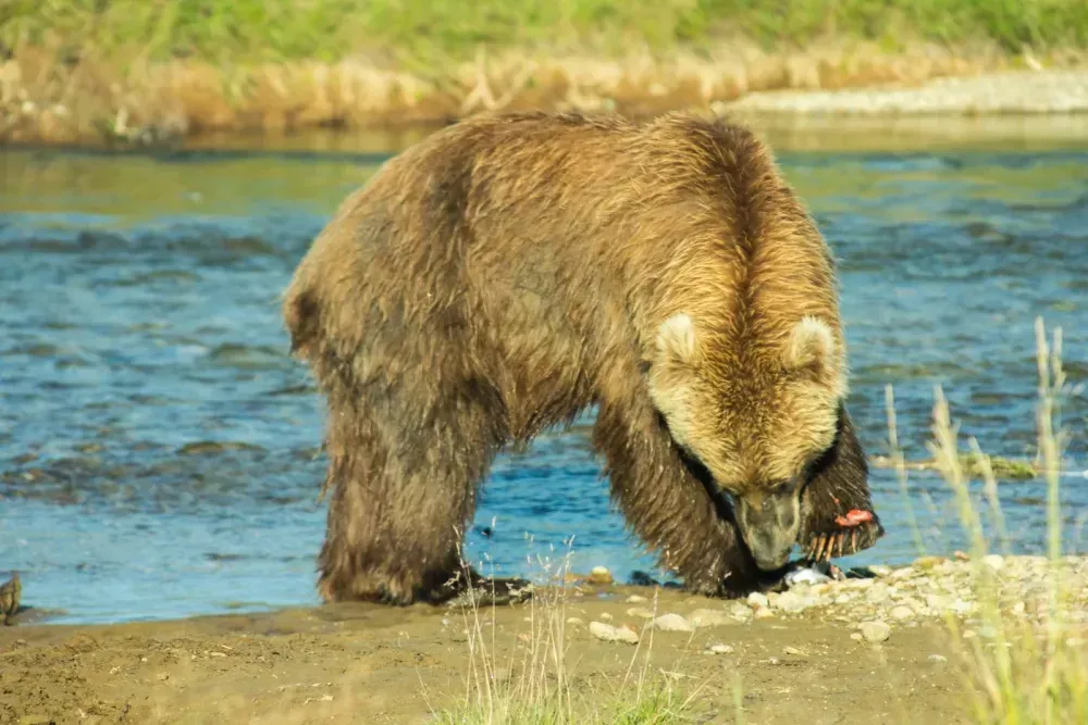 Alaska brown bear wildlife viewing