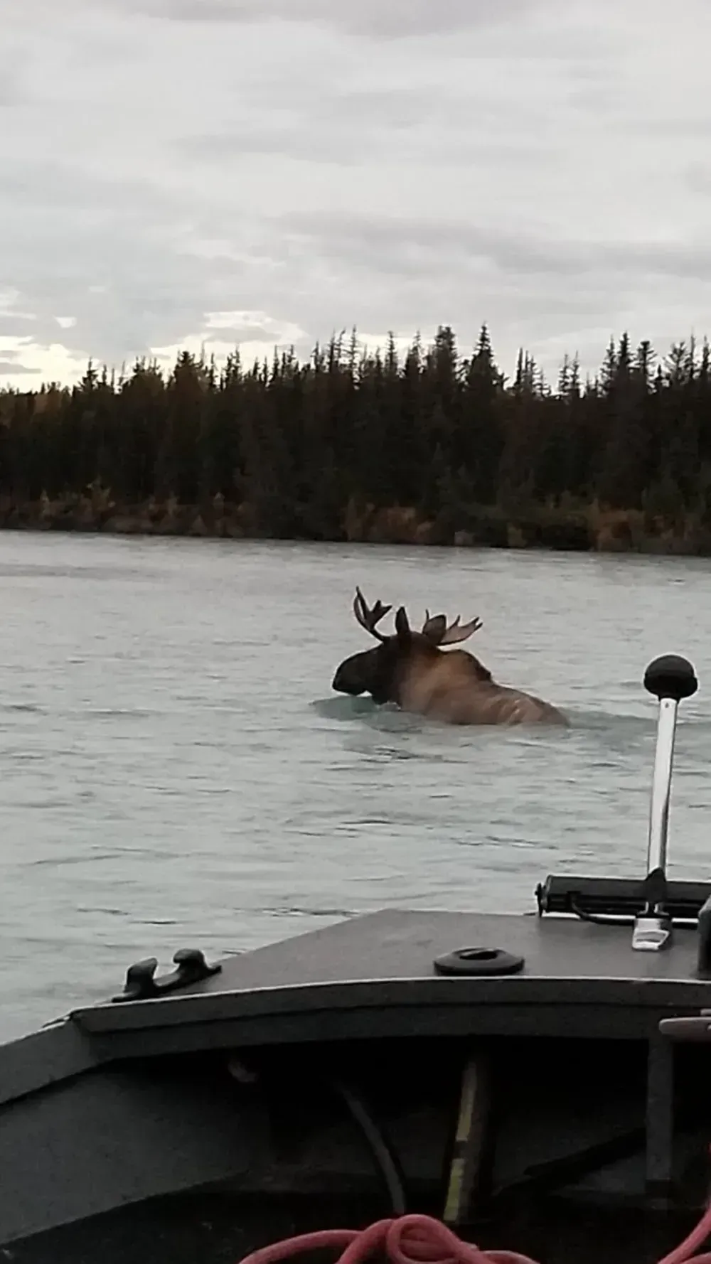 Kenai River moose wildlife viewing