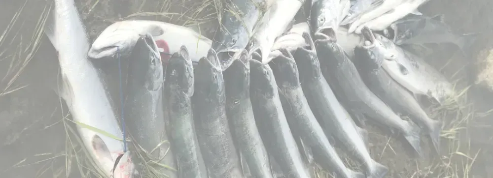 Kenai fishing guide trip photo 5